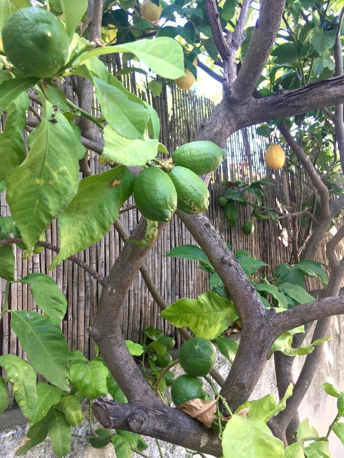 Dans Une Maison, Appartement Independant Et Jardin 佩皮尼昂 外观 照片